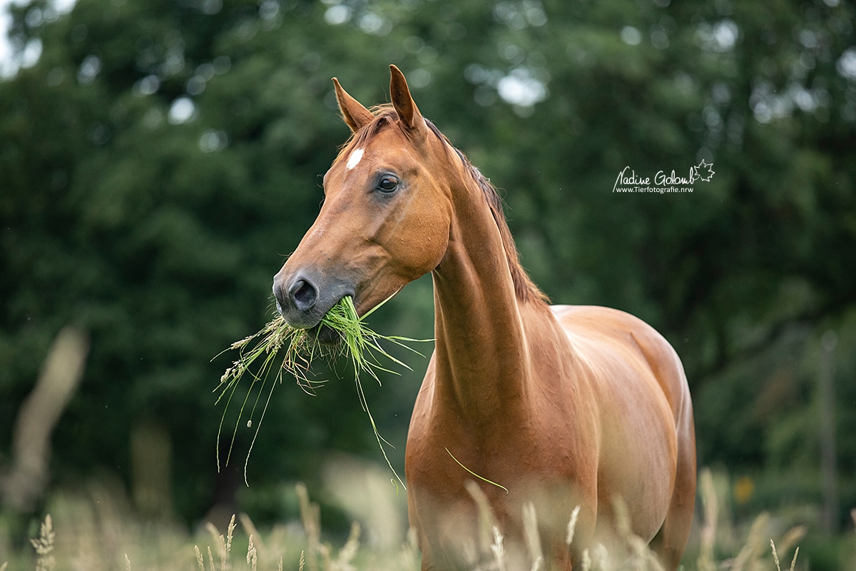 Fuchsstute frisst Gras, Pferd auf der Weide